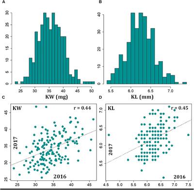 Genome-Wide Association Studies to Identify Loci and Candidate Genes Controlling Kernel Weight and Length in a Historical United States Wheat Population